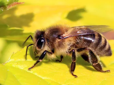 Honeybees have a very good sense of smell.