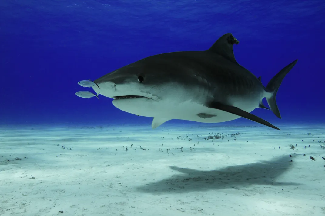 a shark swims dangerously close to a couple of fish