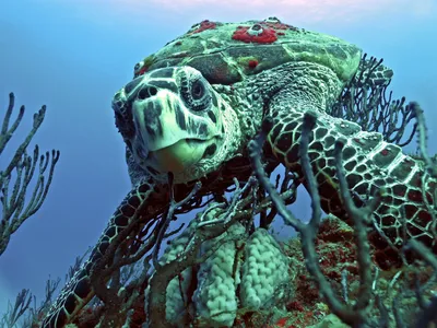 A hawksbill sea turtle munches away on a sponge near Juno Beach.

