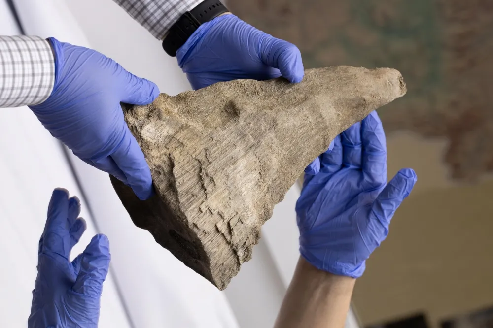 Woolly rhino horn held by experts with gloves