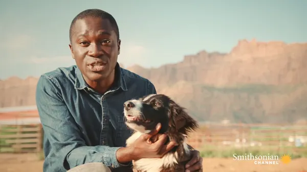 Preview thumbnail for Why Border Collies Are the Perfect Cattle-Ranching Dogs