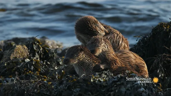 Preview thumbnail for These Twin Otter Pups Are Learning How to Adult