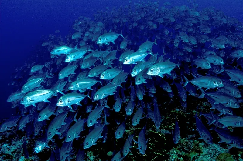 a school of fish in blue water