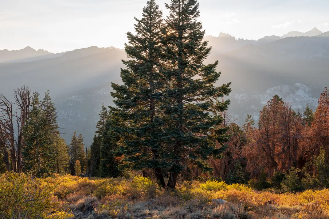 Twin Conifers