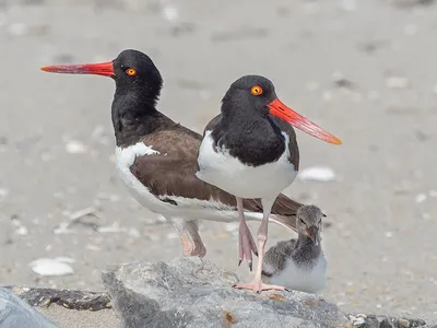 American oystercatchers use their orange bills to pry open shellfish.