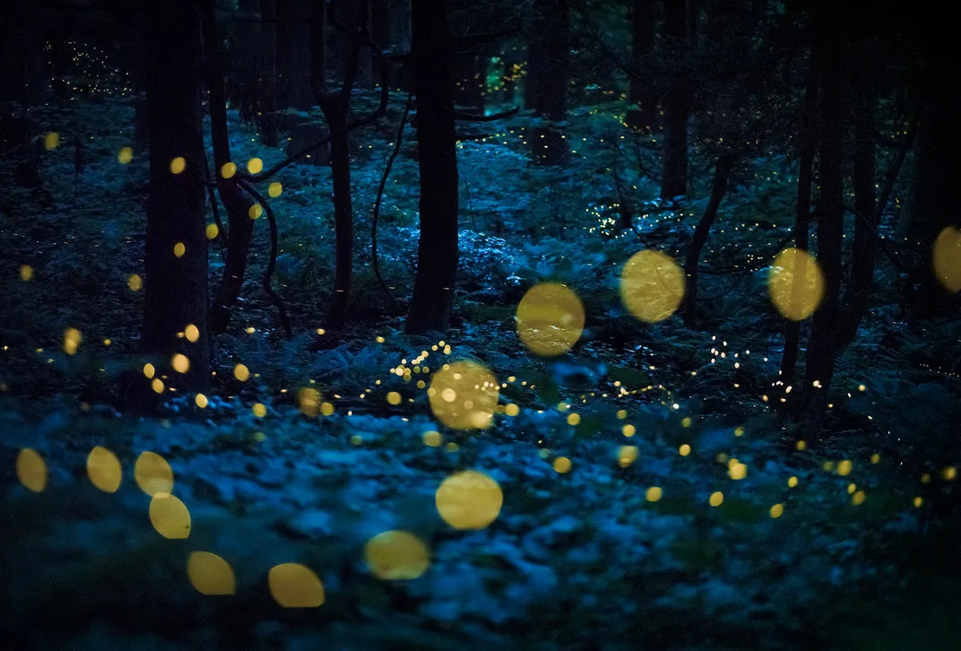 Fireflies