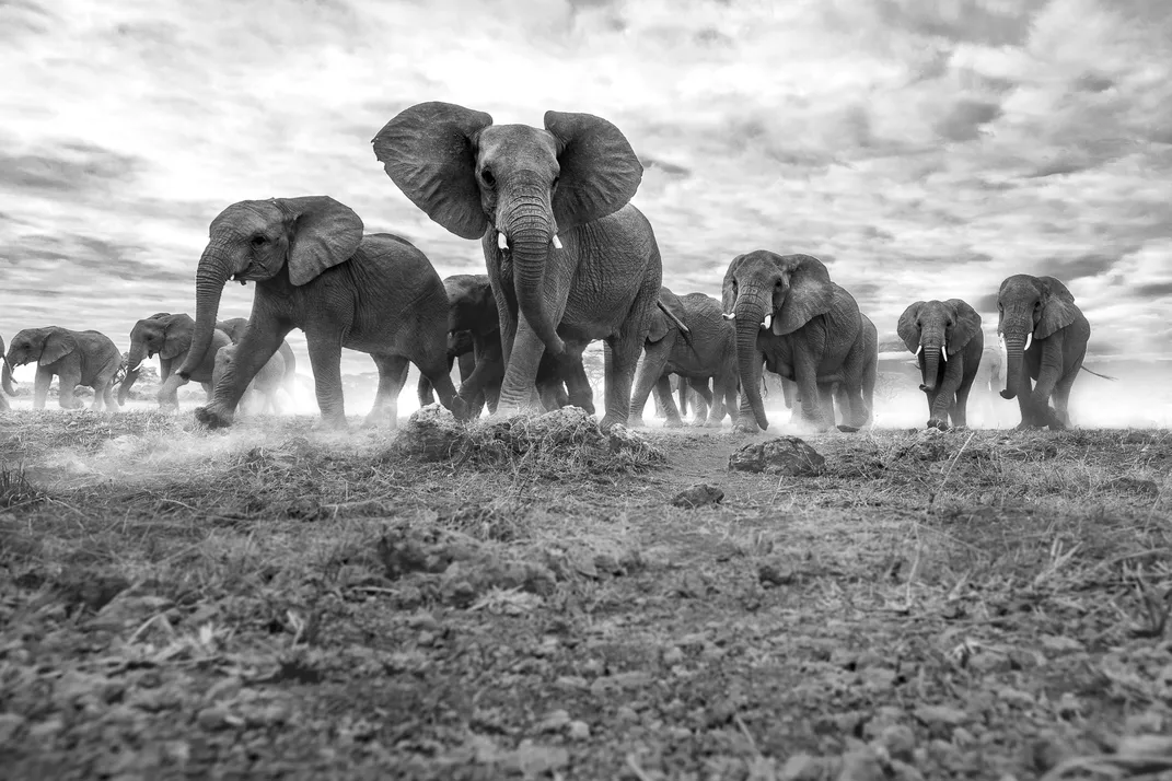 11 - An elephant flares its ears as it moves with its herd through the desert.