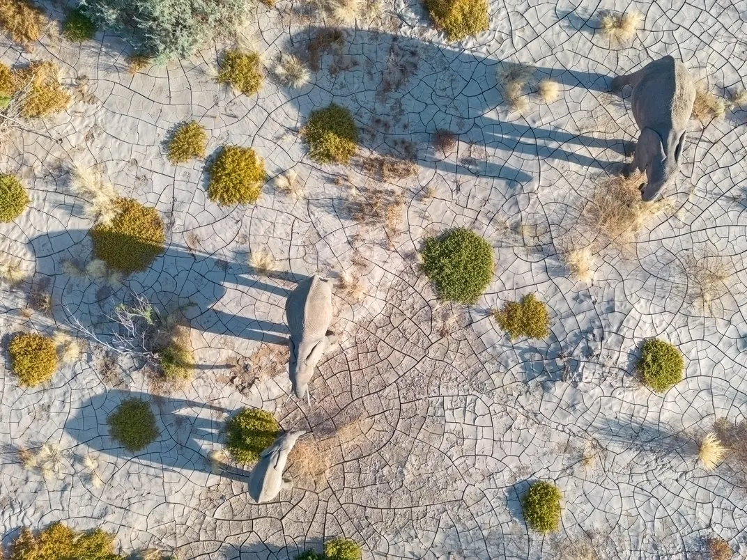 12 - Walking along the terrain of the northern Namib Desert, elephants cast large shadows that nearly dwarf their actual size.