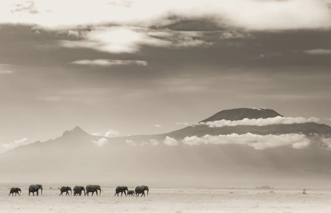 14 - Clouds fail to conceal the peaks of Mount Kilimanjaro as a herd of elephants walks across the plain below.