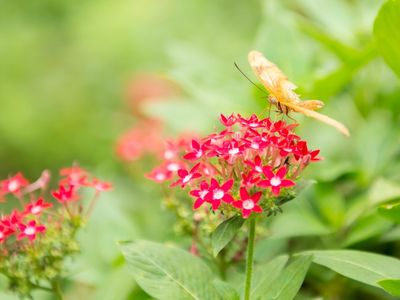 A butterfly on a cluster of small flowers