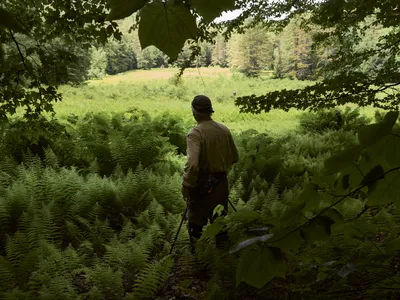 Robert Leverett walks through the old-growth forests in Mohawk Trail State Forest.