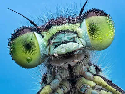 A damselfly covered with drops of dew sits on a leaf in this close-up photo.