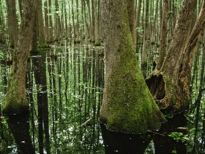 Louisiana Purchase State Park in Holly Grove, Arkansas, lies on the spot where the land surveys of the new territories originated.