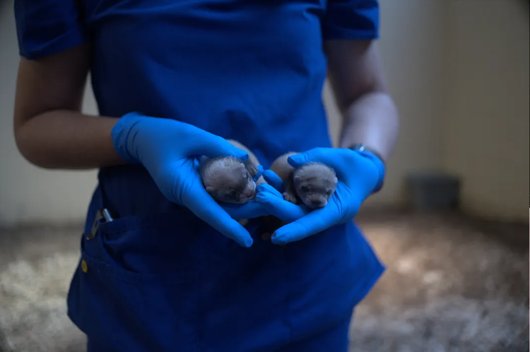 Gloved hands hold two tiny baby ferrets.