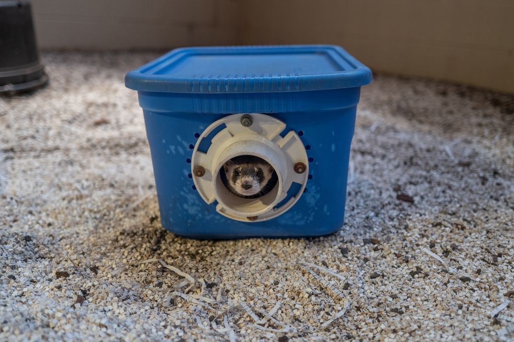 A ferret pokes its head out of a box with a hole in it.