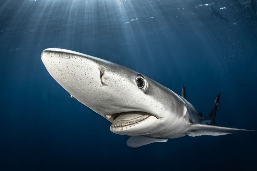 a blue shark swims in the ocean with the suns rays coming from above