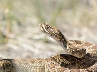 Firefighters in Jefferson County, Colorado, are encountering prairie rattlesnakes as they battle the Quarry Fire southwest of Denver.