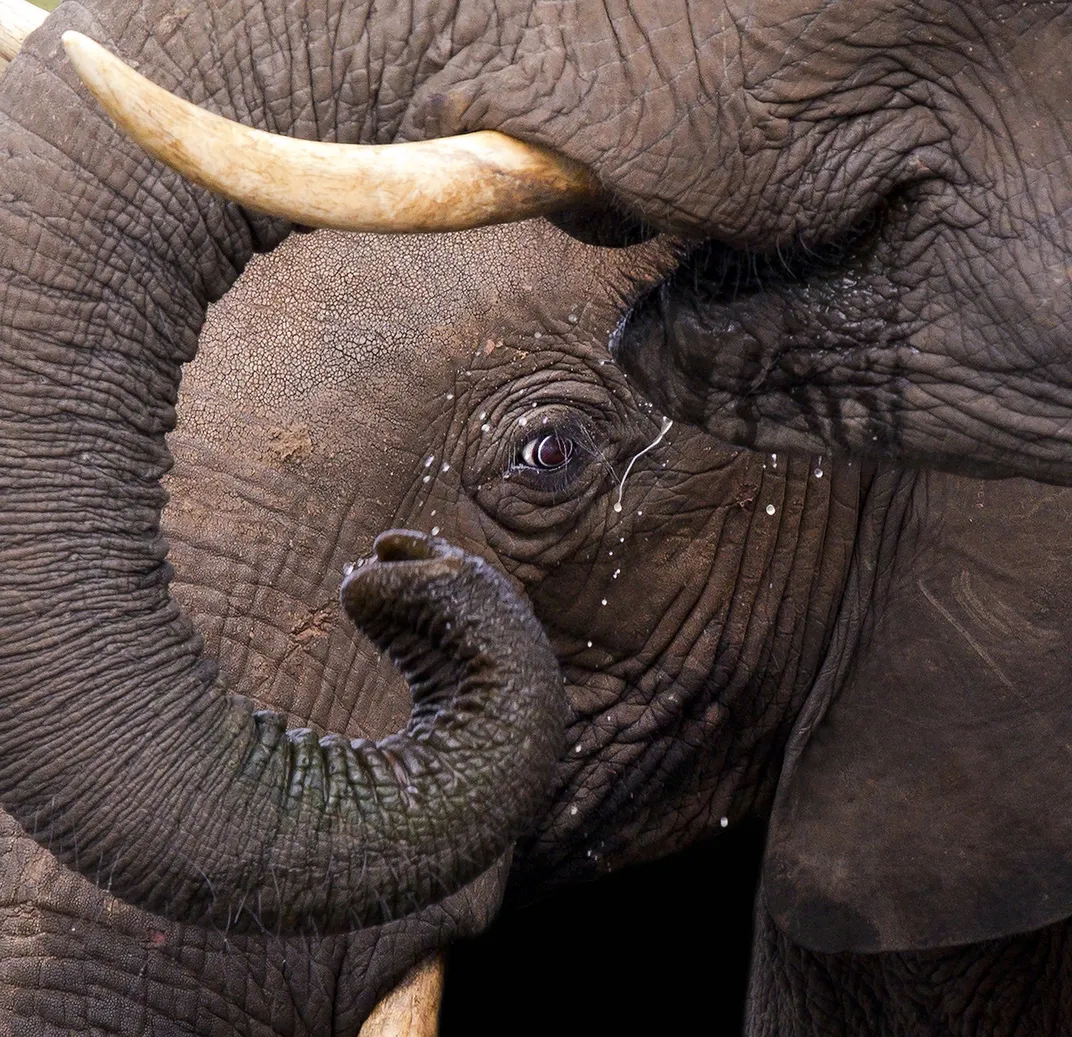 3 - An elephant peeks through the trunk of another, which perfectly frames its big, brown eye.