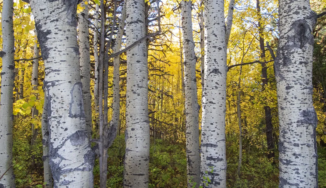 Aspens