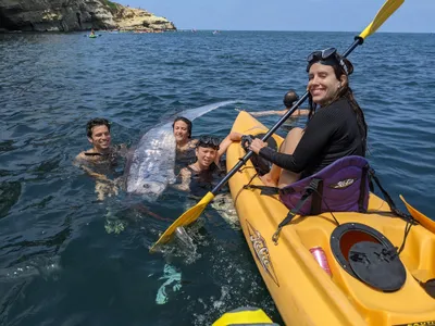 Kayakers, researchers, lifeguards and paddleboarders managed to get the huge fish to shore.