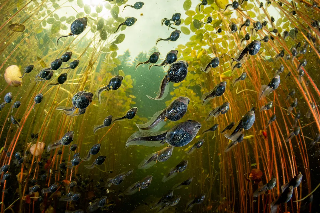 Tadpoles