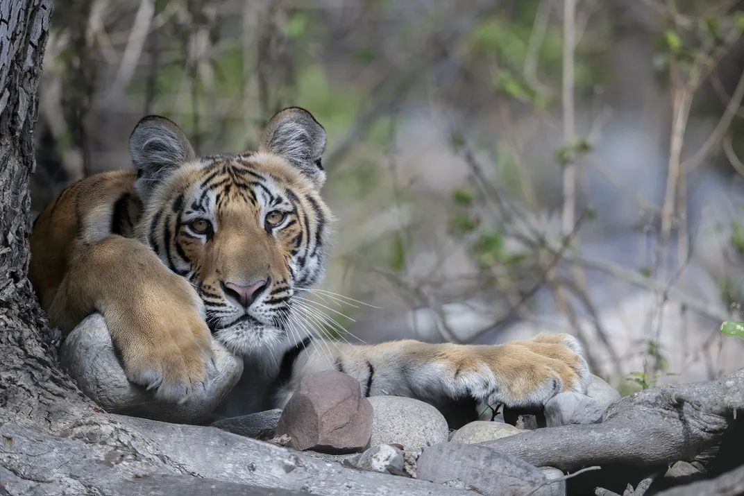 Cub in Shade