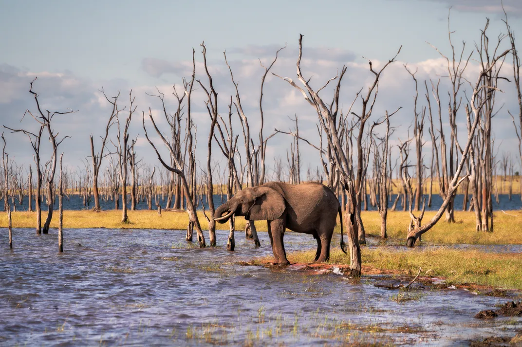 5 - An elephant takes a drink along the shores of Lake Kariba, which is littered with the remains of dead trees reduced to skeletons.