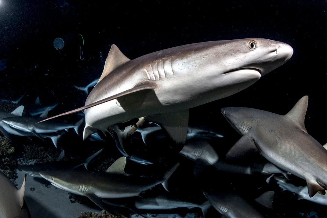 A school of gray reef sharks hunts at night with the aid of the scuba diver’s lights.