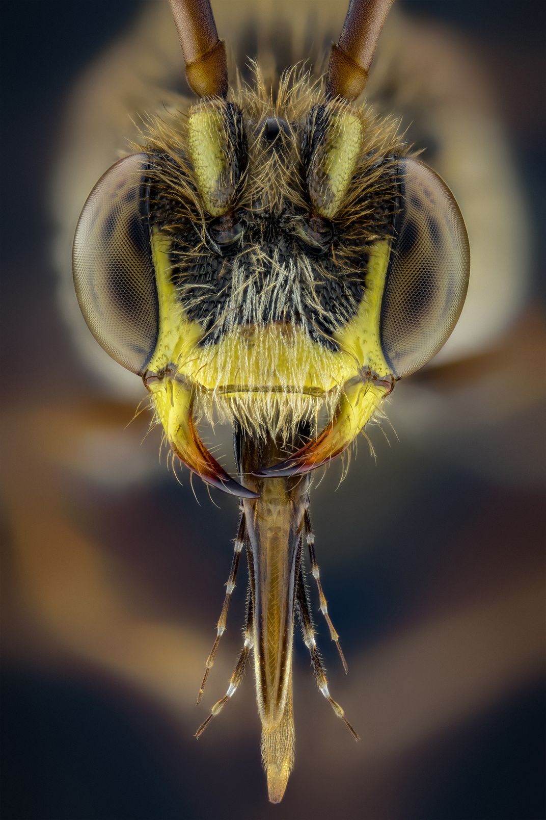 Cuckoo Bee