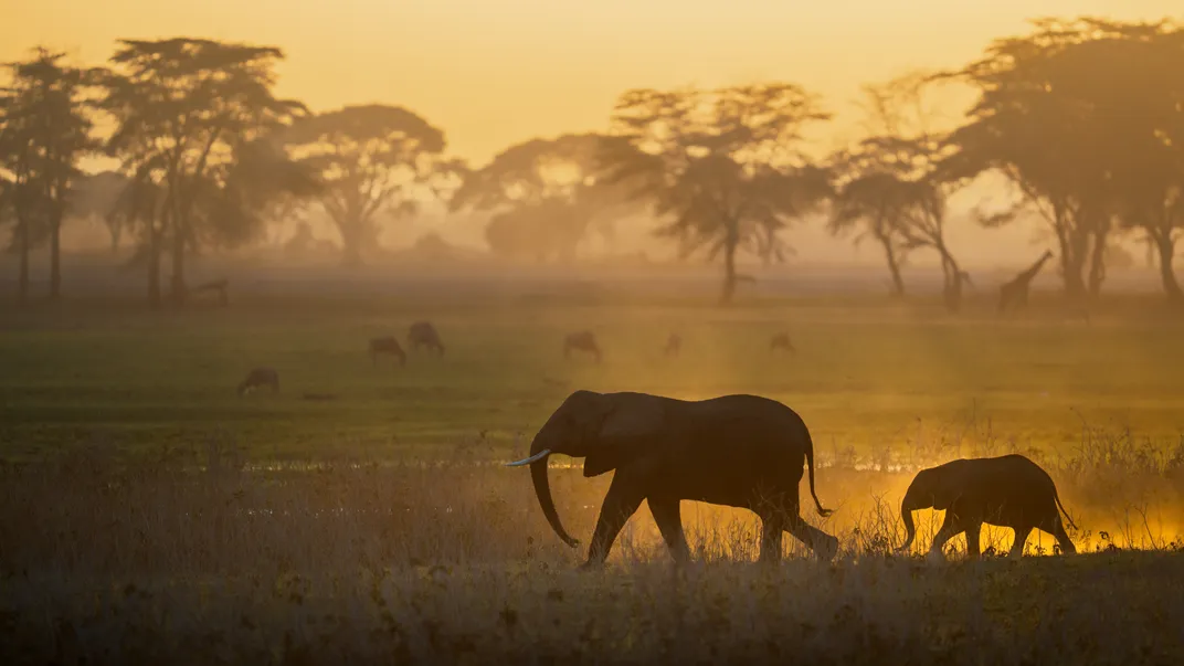 7 - Two elephants kick up dust as a herd of wildebeests and a lone giraffe graze nearby.