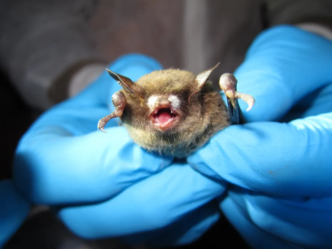 bat with white-nose