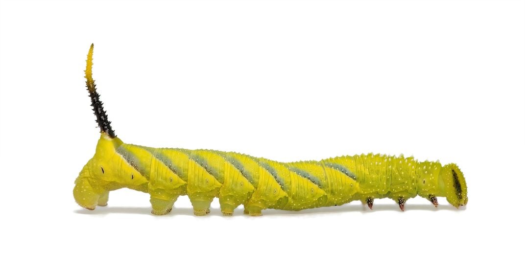 Death's Head Hawkmoth Caterpillar