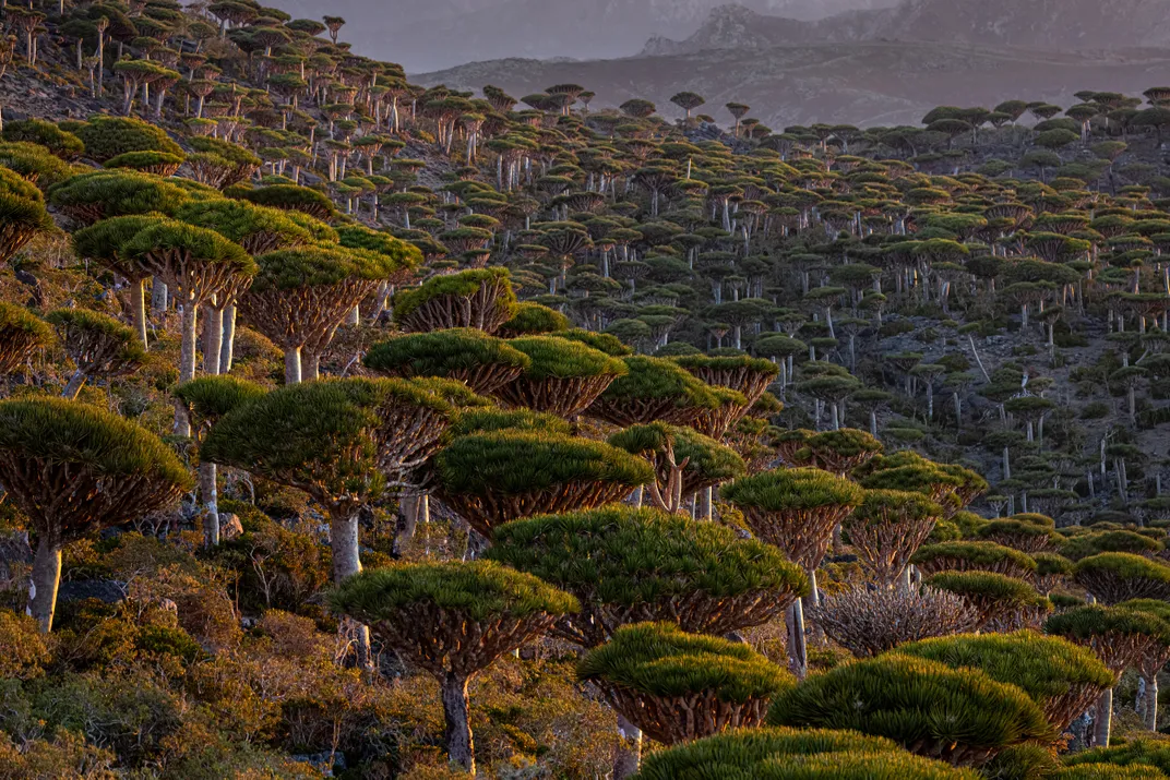 Dragon Blood Trees