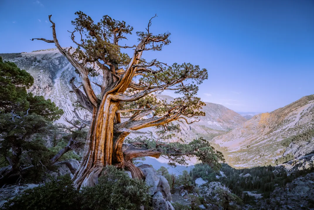 Perched Tree