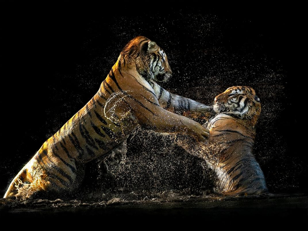 Two young, playful tigers