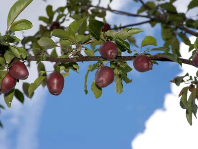 Malus sieversii is a wild apple native to the mountains of southern Kazakhstan.