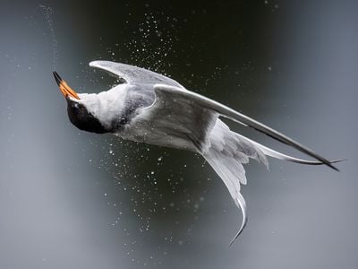 A Forster&#39;s tern appears to float upside-down after emerging from underwater at Shoreline Lake in Mountain View, California.