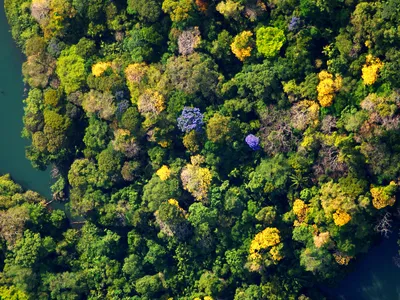 bci_flowering_canopy.jpg