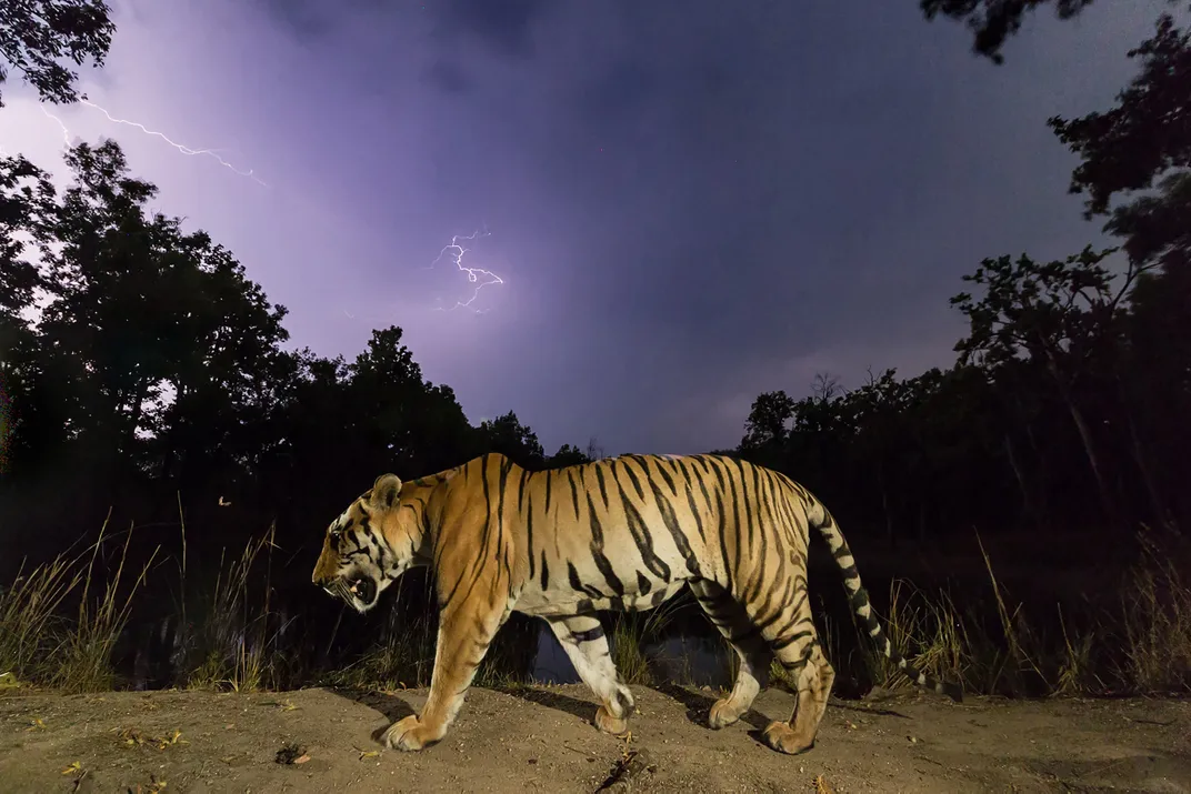 TIger at Night