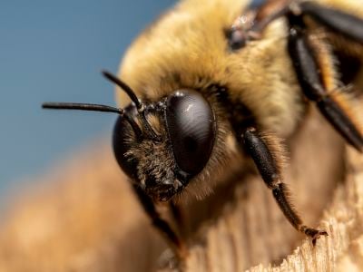 The male Morrison bumblebee relies on its enlarged compound eyes to spot&mdash;and then pursue&mdash;desirable queens to mate with.