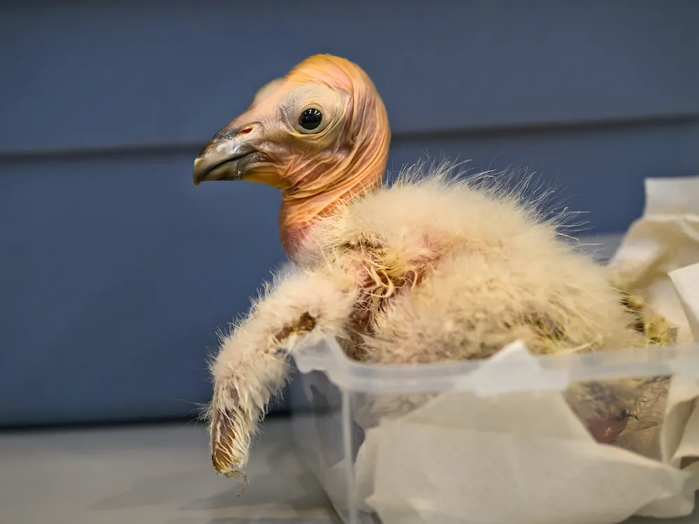 A California Condor Chick at the L.A. Zoo