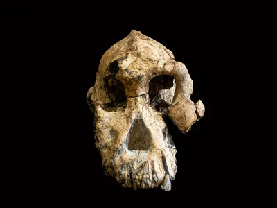 The remarkably complete skull of a human ancestor of the genus Australopithecus fills in some of the gaps in the  human evolutionary tree. 