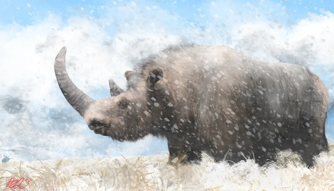 woolly rhinoceros in snow