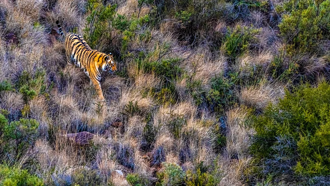 Tiger Canyon