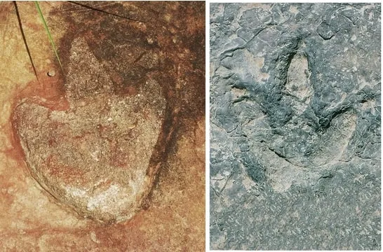 comparison of similar-looking three-toed dinosaur footprints