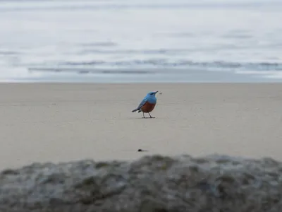 Michael Sanchez initially thought the bird was black, but he later realized how colorful it was when he got home and started processing the photos.