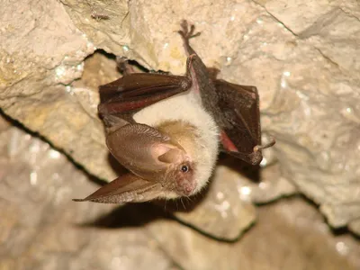 A bat clings to the roof of an abandoned cellar&mdash;an unlikely but vital habitat type for Europe&rsquo;s bats.