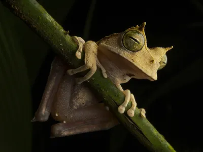 The horned marsupial frog, which carries its eggs in a pouch on its back, lives in the canopy of tropical rainforests.