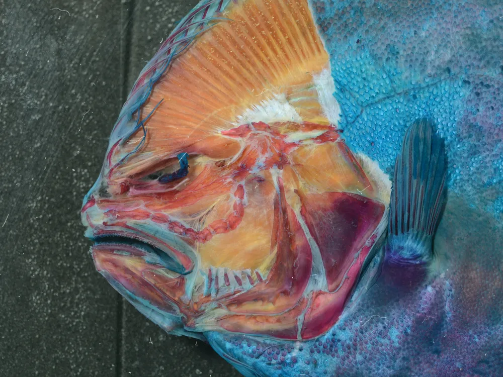 Blind side of the head of a Remo flounder as it was being dissected