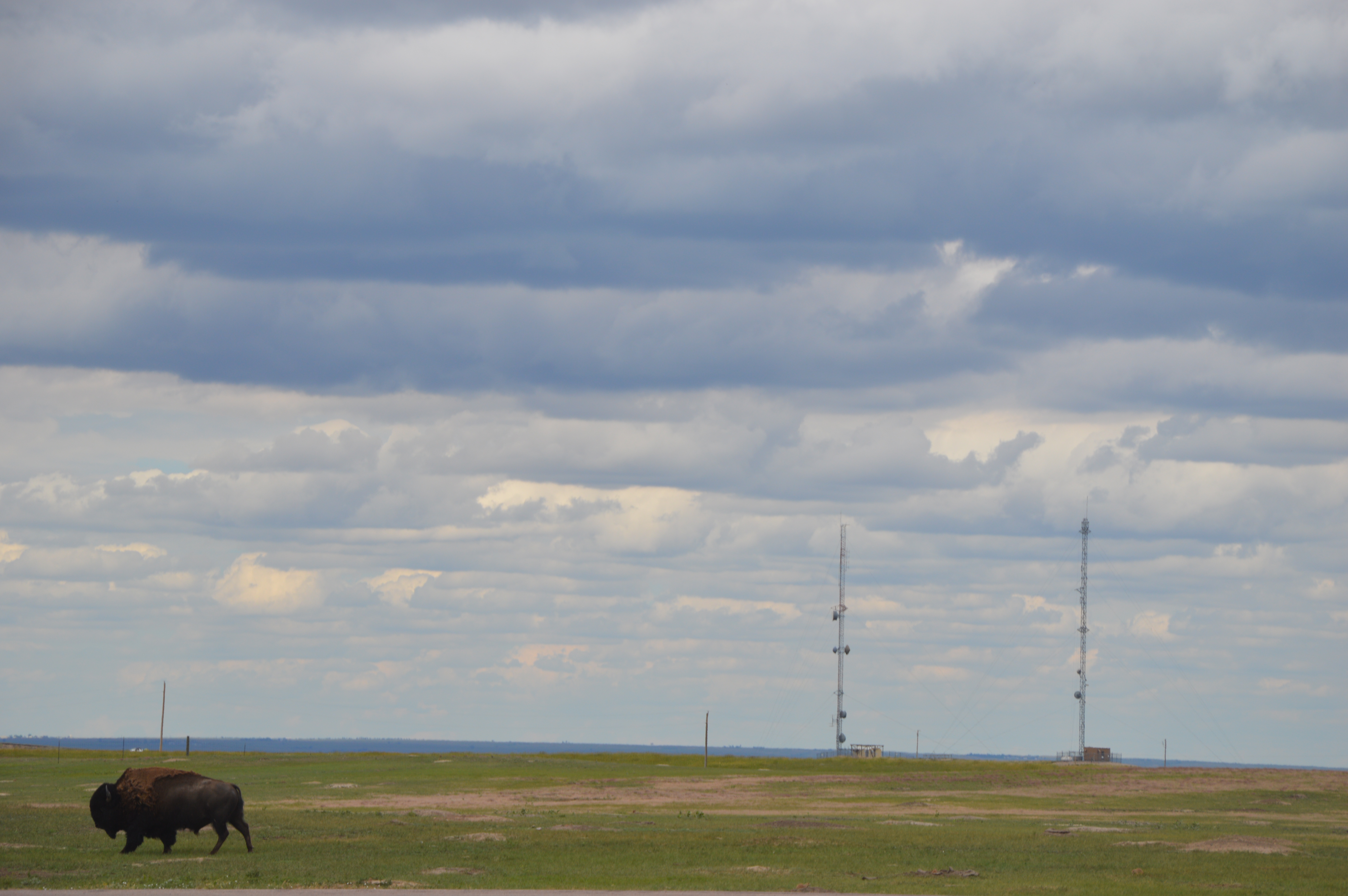 Bison lonely